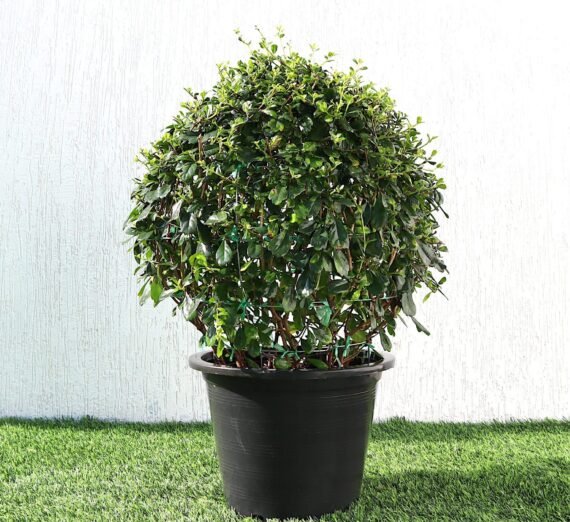 Ehretia microphylla (شاي الفلبين - شاي فوكين)