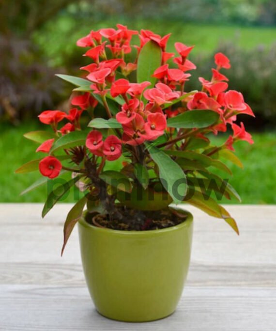 Euphorbia milii (شؤكة المسيح)