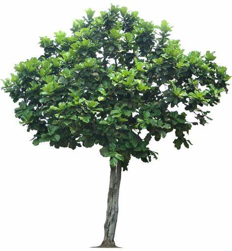 Ficus benghalensis (تين بنغالي)