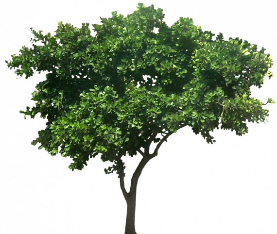 ⁦Ficus benghalensis (تين بنغالي)⁩ - الصورة ⁦2⁩