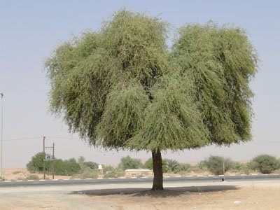Prosopis cineraria (الغاف المحلّي)