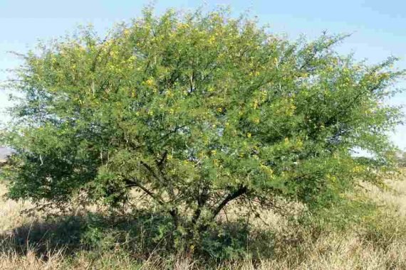Acacia nilotica (arabica) (-القرط-القرض-الطلح العربي)
