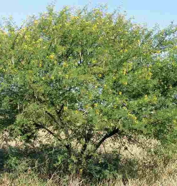 Acacia nilotica (arabica) (-القرط-القرض-الطلح العربي)