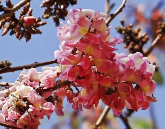 Cassia nodosa (javanica) (كاسيا نودوزا)