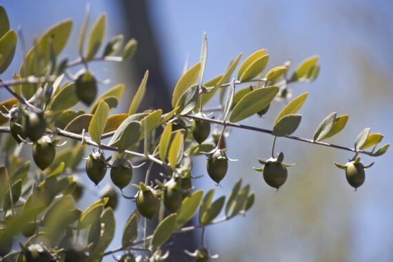Simmondsia chinensis (جوجوبا)
