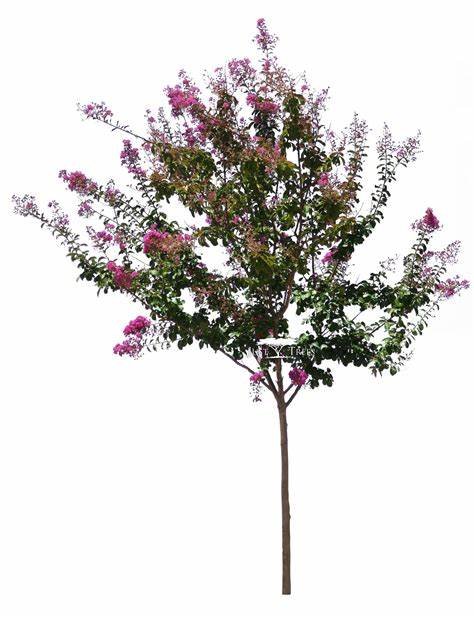 lagerstroemia Indica Purple (لجستروميا)