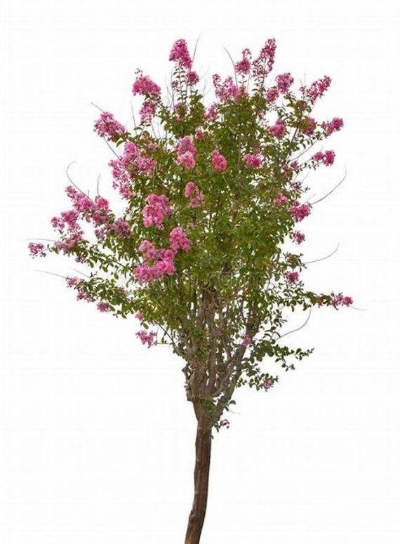 lagerstroemia Indica Purple (لجستروميا) - Image 2