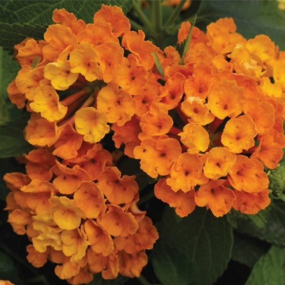 common lantana (لانتانه)