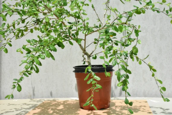 Lawsonia inerme (الْحِنَّاء)