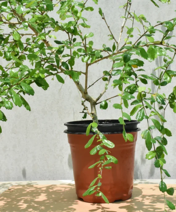 Lawsonia inerme (الْحِنَّاء)