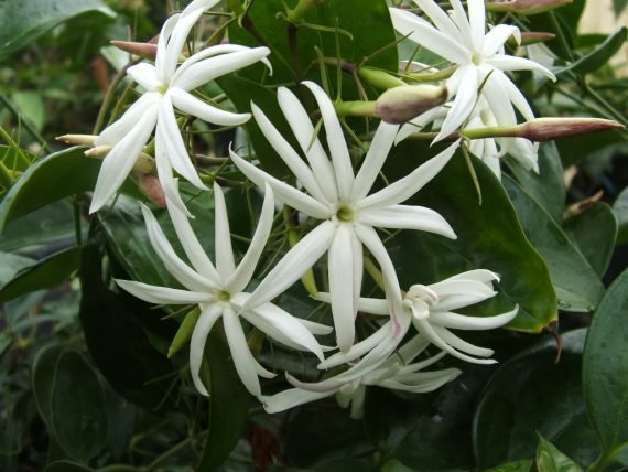 Jasmine Nitidum (Jasminum laurifolium)