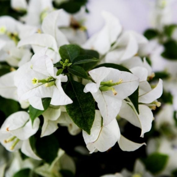 Bougainvillea (جهنميه)