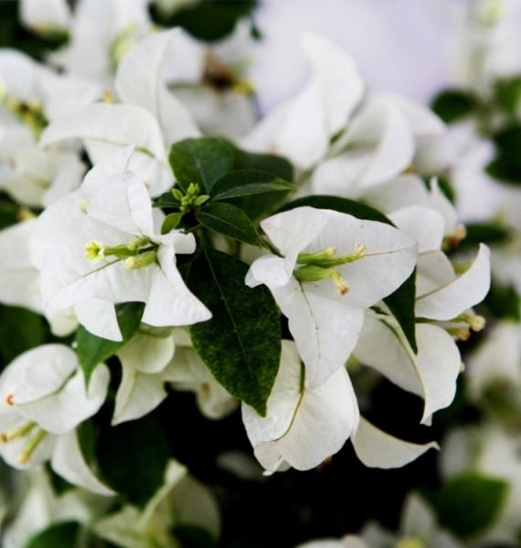 Bougainvillea (جهنميه)