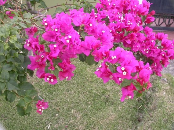 Bougainvillea (جهنمية)