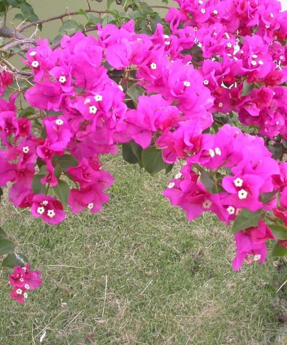 Bougainvillea (جهنمية)