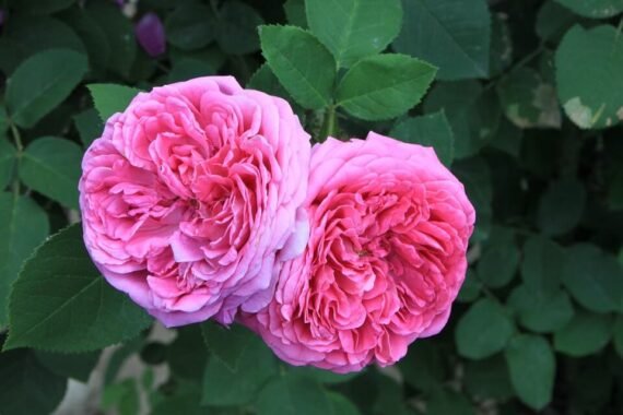 Rosa Damascena (Rose) (جورى دمشقىي)