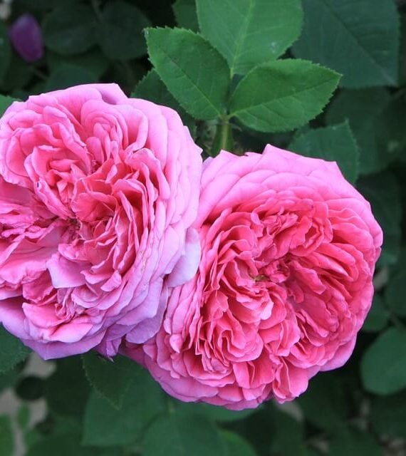 Rosa Damascena (Rose) (جورى دمشقىي)