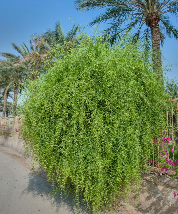 Salvadora persica (-راك)
