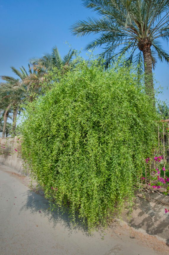 Salvadora persica (-راك)
