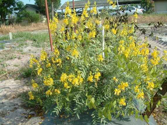 Senna alexandrina (سنامكي)