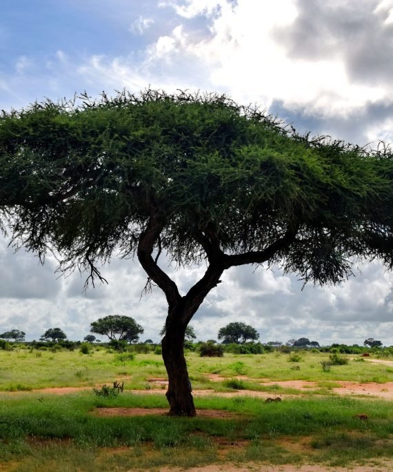 Acacia tortilis (سمر)