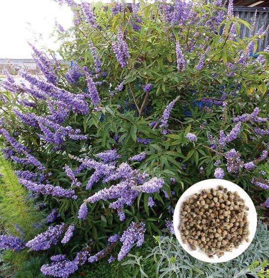Vitex agnus-castus (كف مريم)