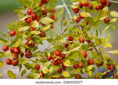 Ziziphus jujuba Pakistani (سدر باكستاني)