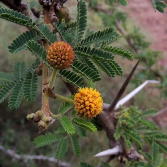 Acacia Seyal (اكاسيا سيال)