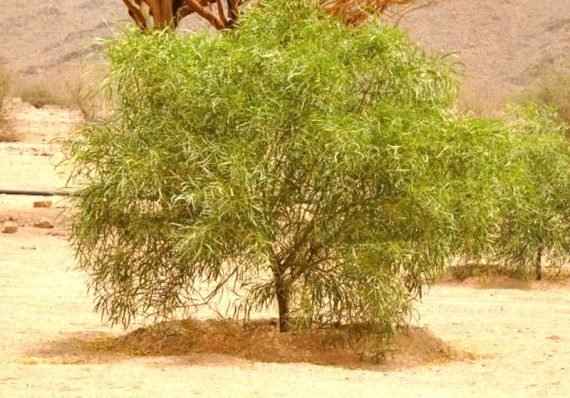 Acacia ampliceps ( الطلح الملحي)