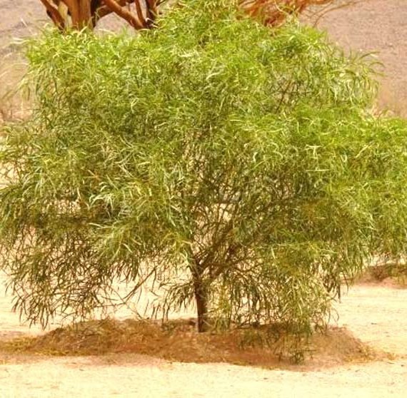 Acacia ampliceps ( الطلح الملحي)