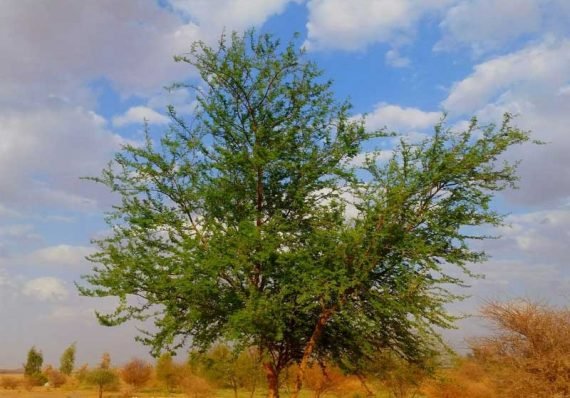 Acacia gerrardii (الطلح النجدي)