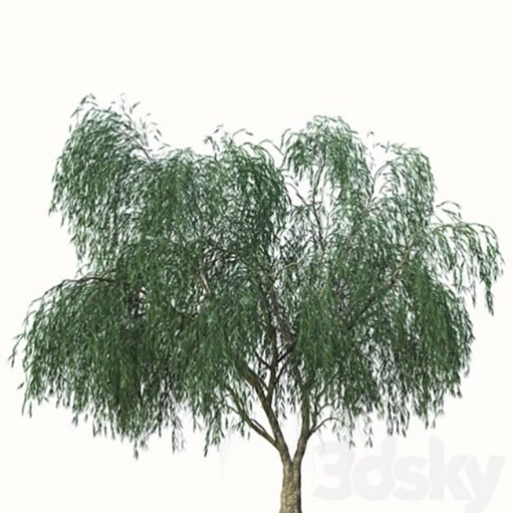 Acacia Saligna (Syanophylla) (اكاسيا ساليجنا) - Image 2
