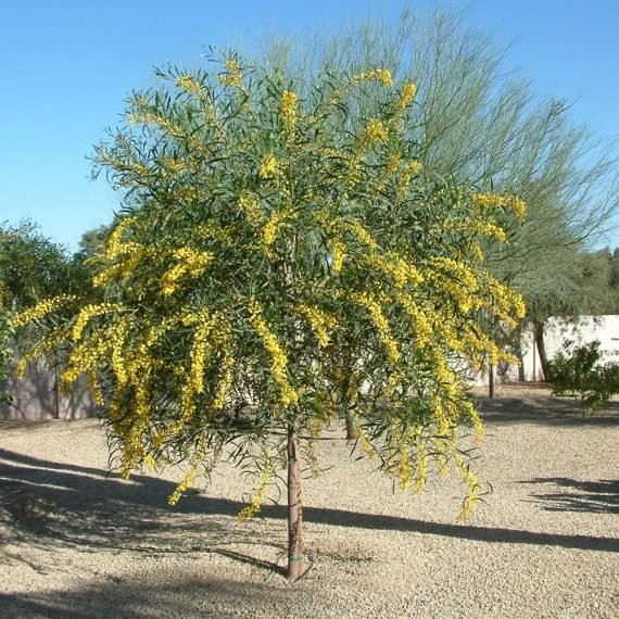 Acacia Saligna (Syanophylla) (اكاسيا ساليجنا)