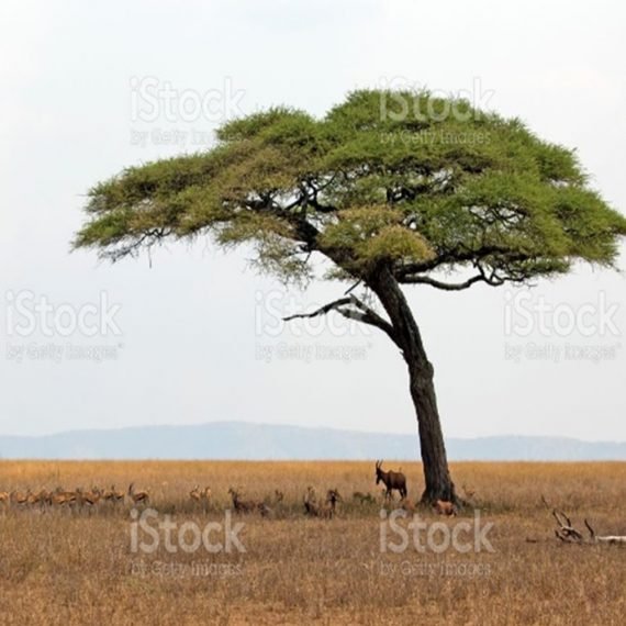 Acacia Tortilis LOCAL (سمر)