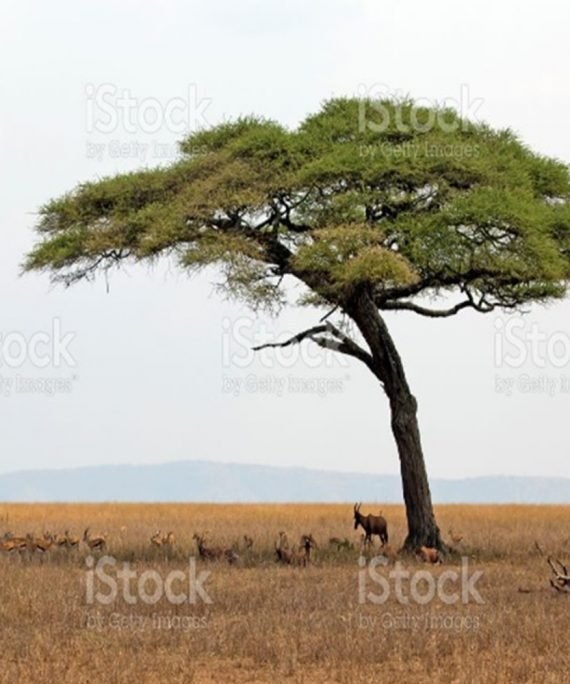 Acacia Tortilis LOCAL (سمر)