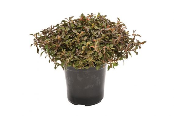 Alternathera Amoena Red (ايلنتيرا)
