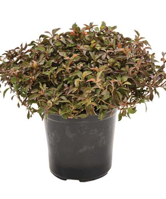 Alternathera Amoena Red (ايلنتيرا)