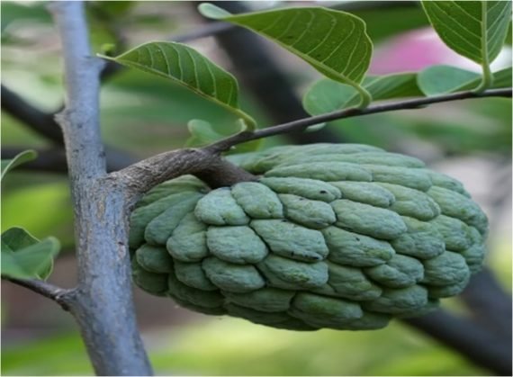 Annona Squamosa (Shariffa Fruit) (قشطة)