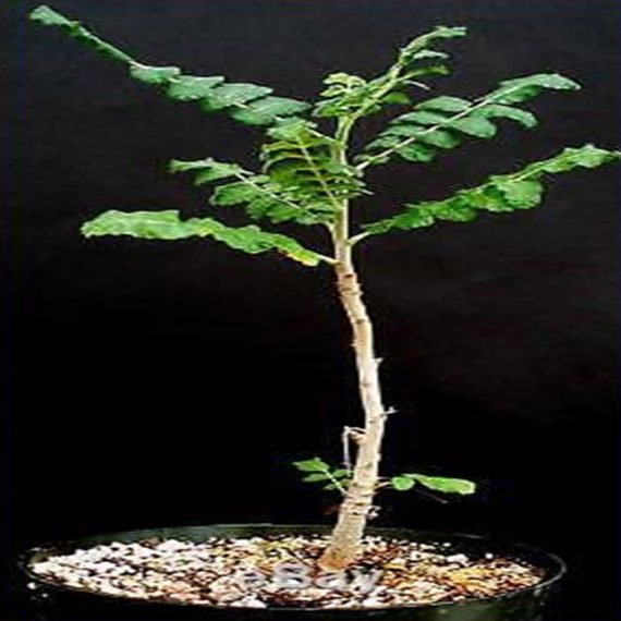 Boswellia Sacra (لبان عماني)