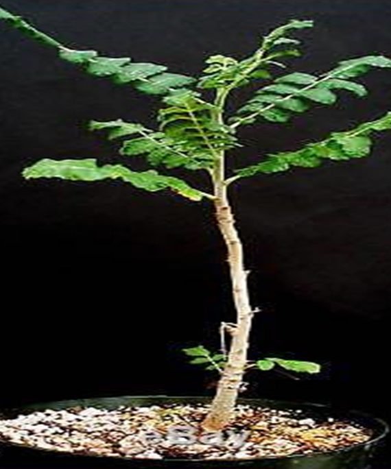 Boswellia Sacra (لبان عماني)