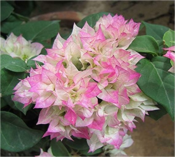Bougainvillea (جهنميه) - Image 4