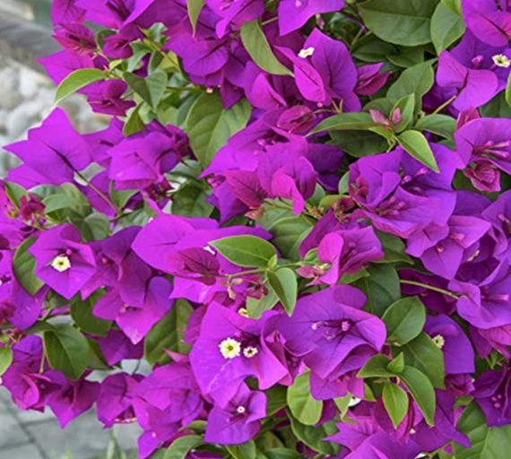 Bougainvillea (جهنميه) - Image 7