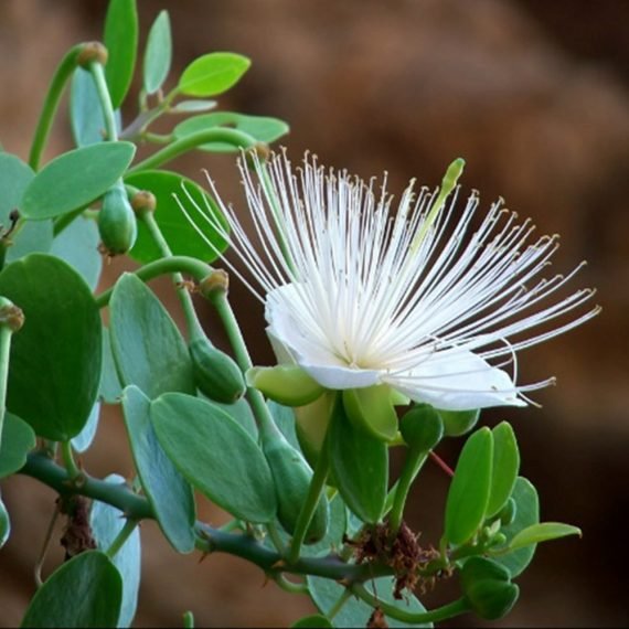 Capparis Spinosa-Cartilaginea (شفلح)