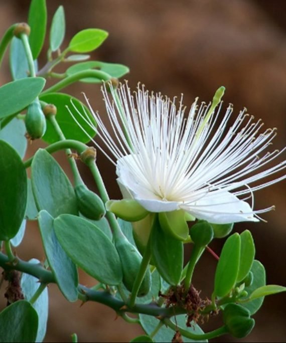 Capparis Spinosa-Cartilaginea (شفلح)