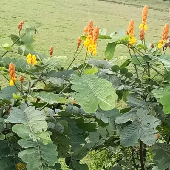 Cassia Alata (شمعدان أصفر)