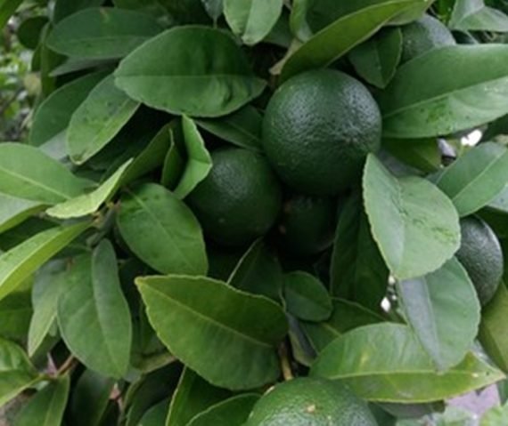 Citrus Lemon (الليمون) - Image 3
