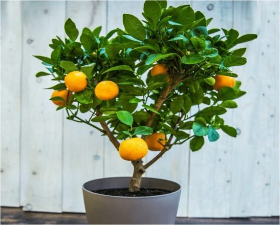 Clementine CitrusxClementina (كلمنتين)