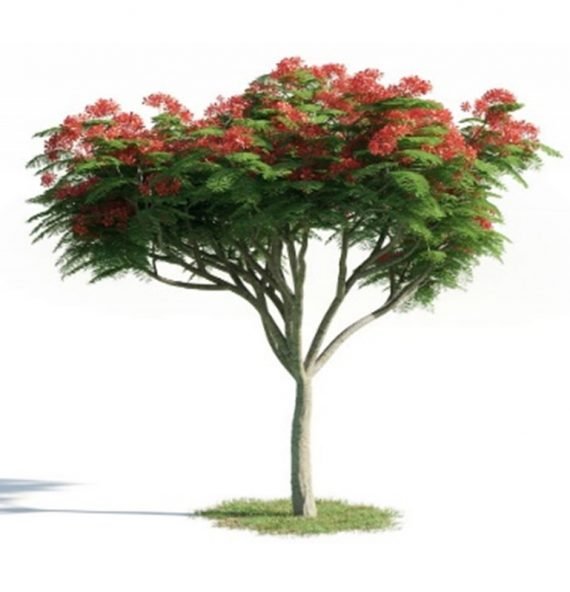 Delonix regia- Royal Bonsiana (بونسيانا ملكية)