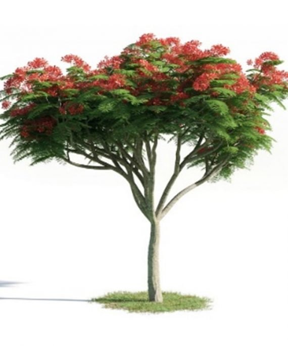 Delonix regia- Royal Bonsiana (بونسيانا ملكية)