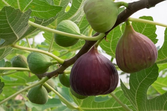 Ficus Carica (التين) - Image 3